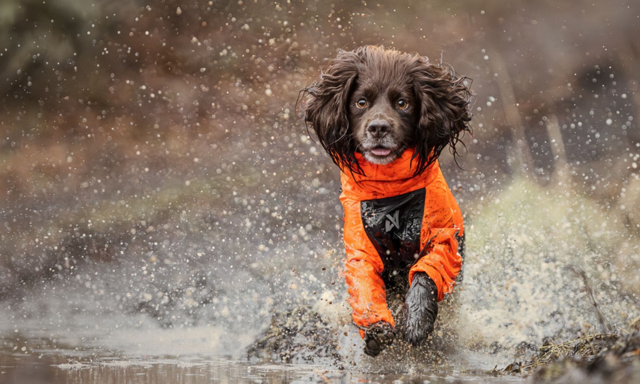 Non-stop dogwear