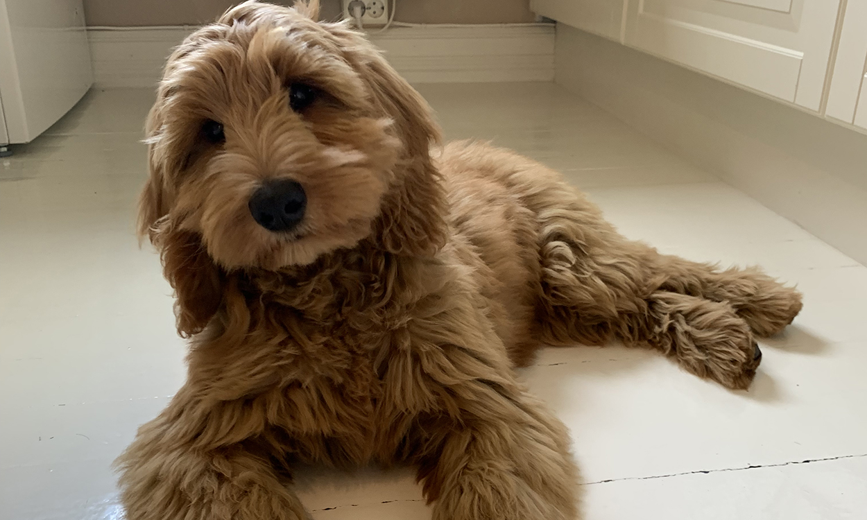 hund valp hundeforsikring 