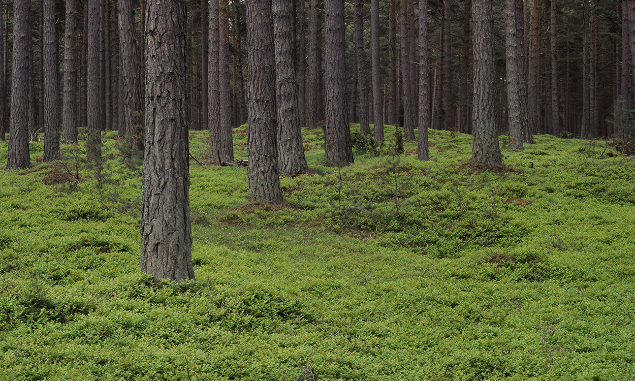 skog furu